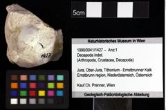 Foto (Objket + Etiketten) von Decapoda indet. 